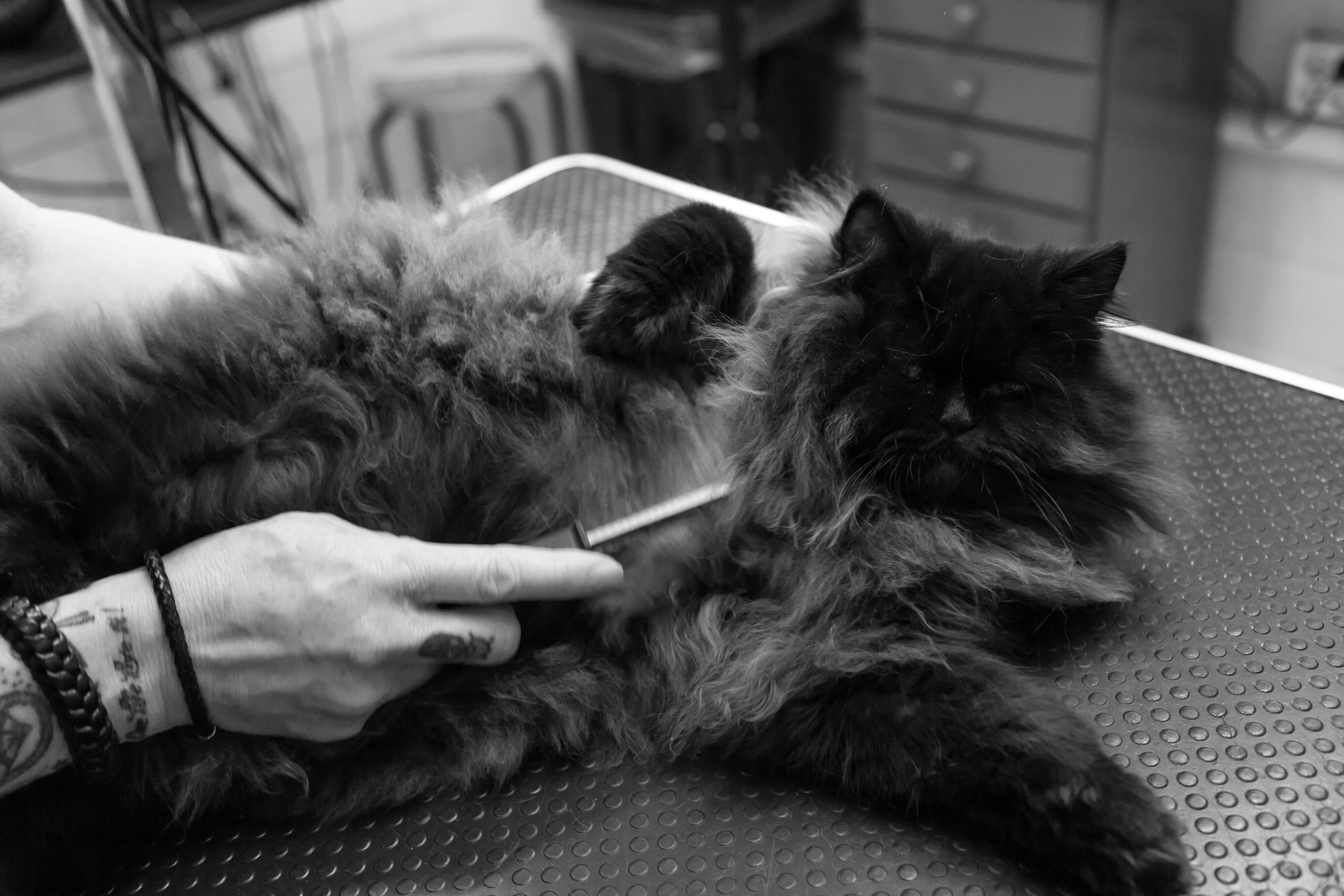 The Catbarber Kattentrimsalon