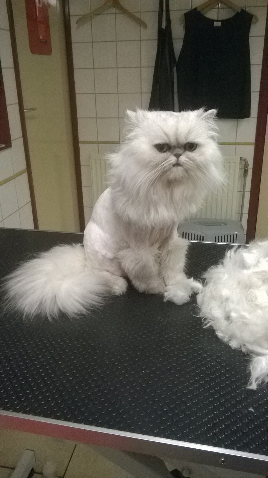 Katten scheren zonder narcose