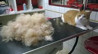 Ook kortharige katten gaan naar de trimsalon