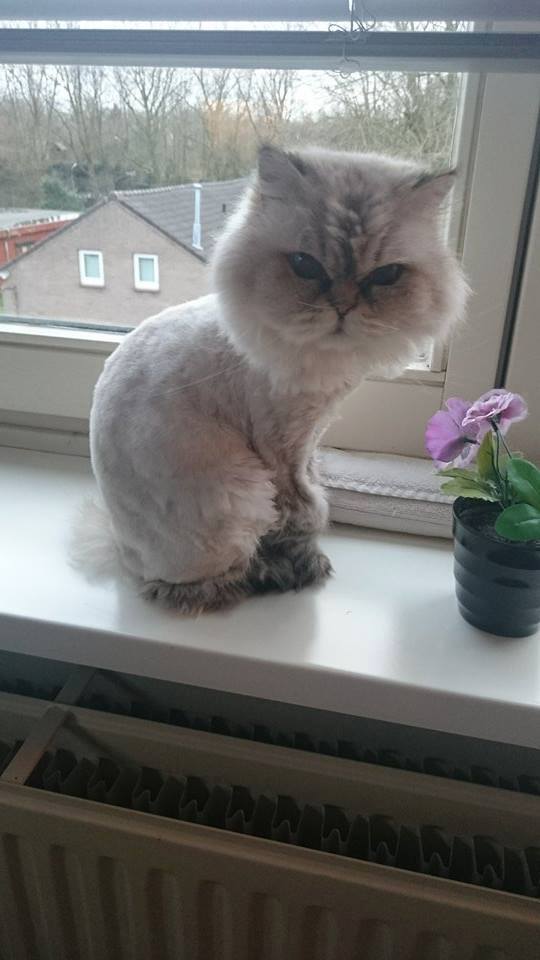Geschoren kat