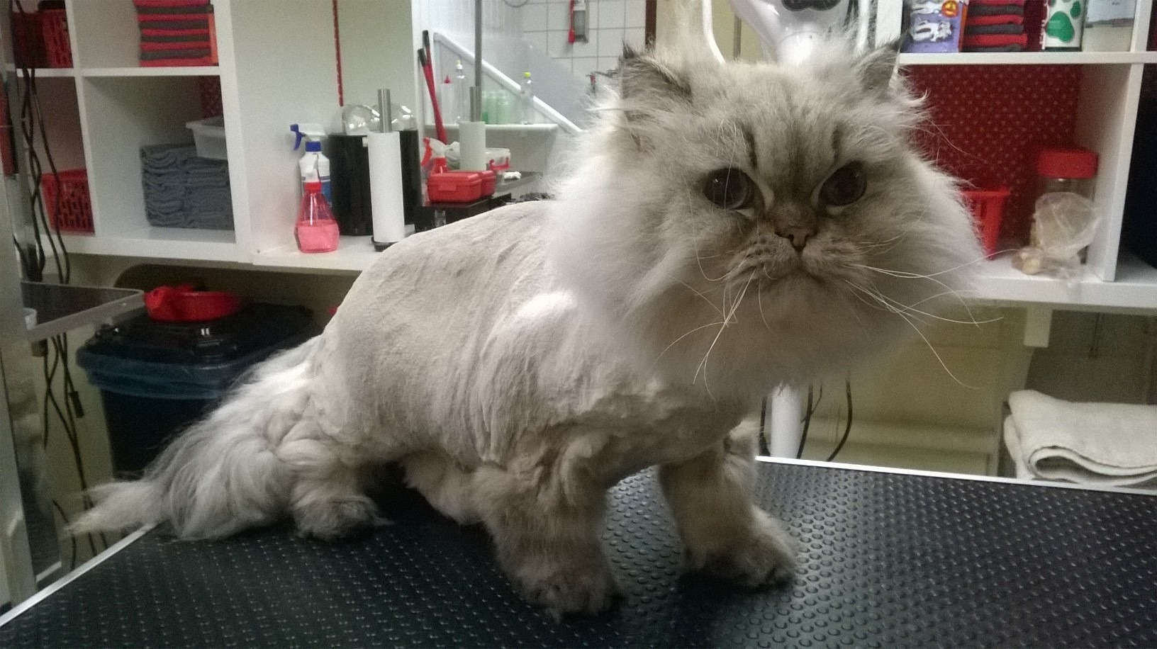 Scheren kat